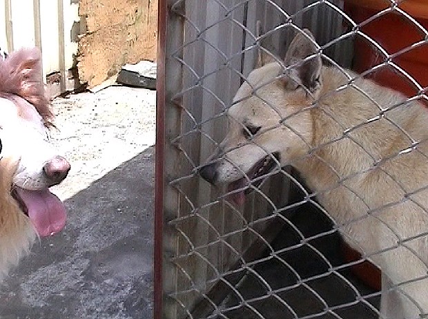 藏品:衣錦還鄉  五的(4)張圖片