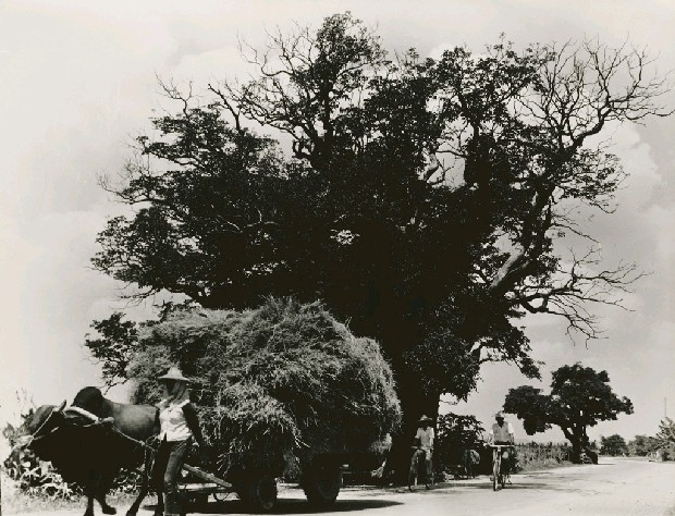 藏品:茄苳樹王的(1)張圖片