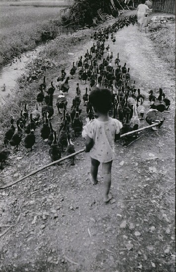 藏品:趕鴨子的(1)張圖片