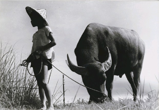 藏品:牧童的(1)張圖片