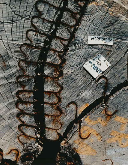 藏品:維繫的(1)張圖片