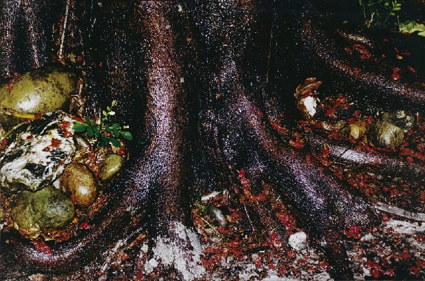 藏品:雨夜花的(1)張圖片