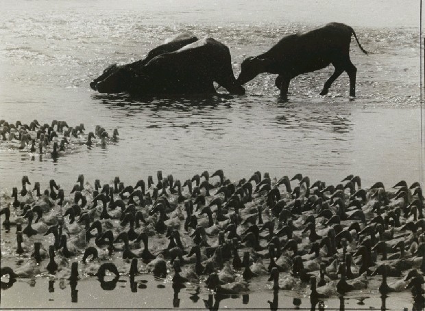 藏品:進水的(1)張圖片