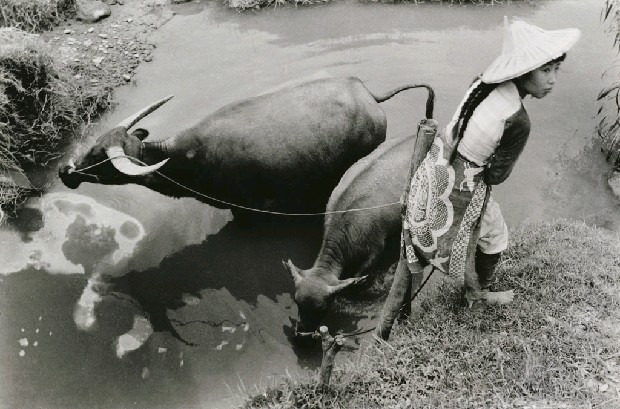 藏品:牧牛女的(1)張圖片