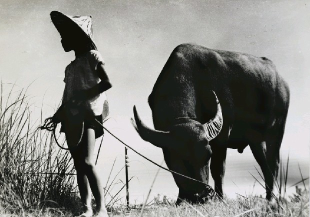 藏品:牧牛童的(1)張圖片