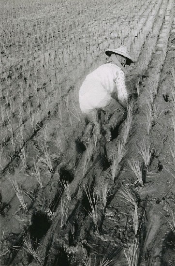 藏品:大地之女的(1)張圖片