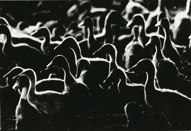 藏品:鴨子群像的(1)張圖片