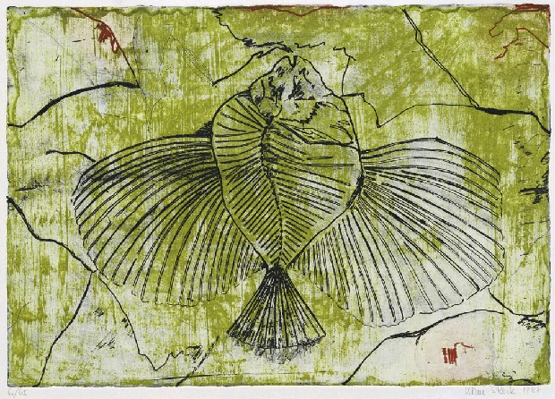 魚化石的焦點圖