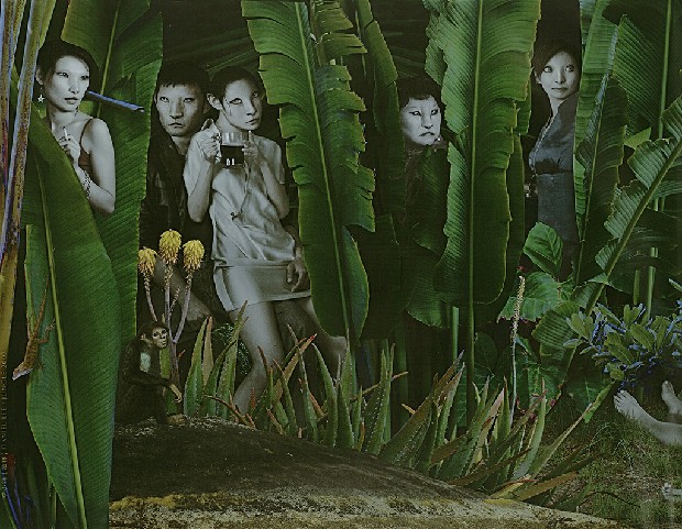 藏品:叢林的(2)張圖片