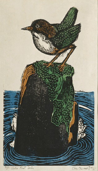 藏品:可愛的水鳥的(1)張圖片