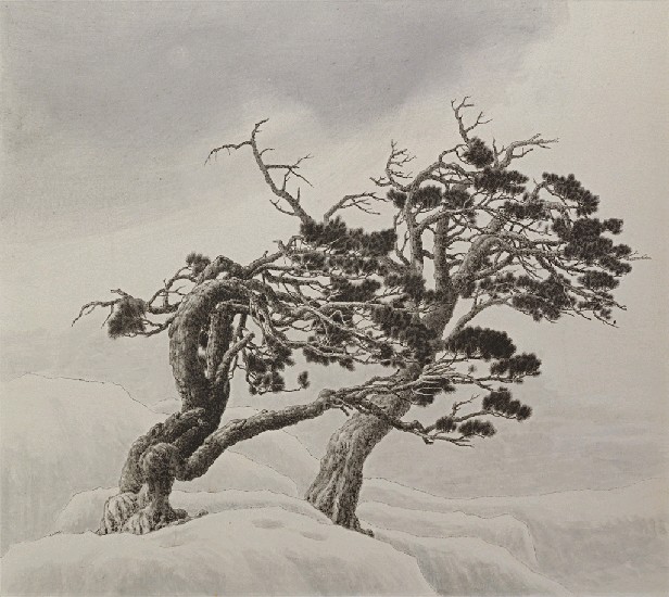 藏品:松的(1)張圖片