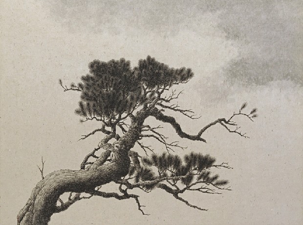 藏品:松的(1)張圖片