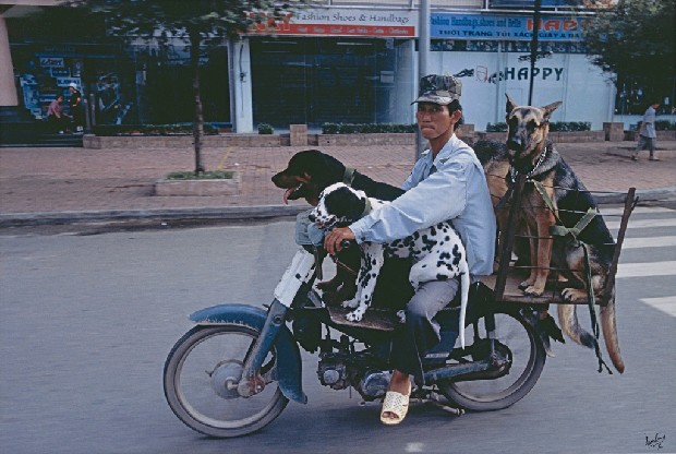 藏品:超負載的機車-寵物狗    的(1)張圖片