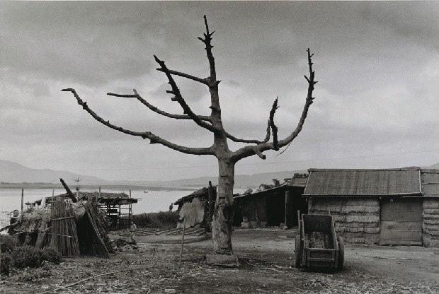 藏品:景色蕭條的(1)張圖片