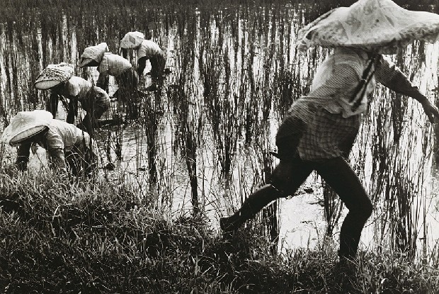 藏品:除草忙的(1)張圖片