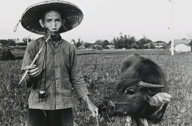 藏品:放牛老翁的(1)張圖片