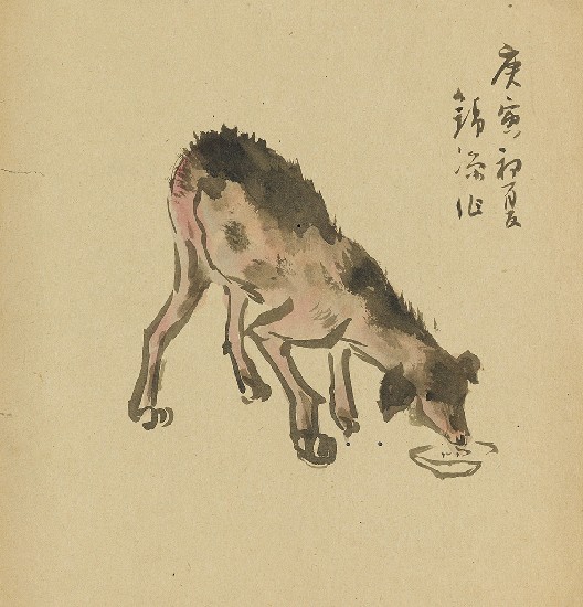 藏品:流浪狗的(1)張圖片