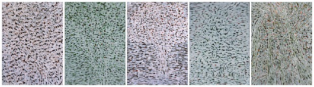 藏品:菩提樹1-5的(1)張圖片