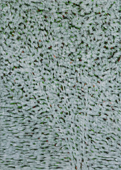 藏品:菩提樹1-5的(3)張圖片