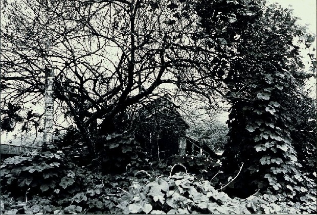 藏品:廢墟迷走II:遠離家園的(20)張圖片