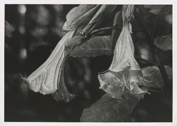 曼陀羅4的焦點圖