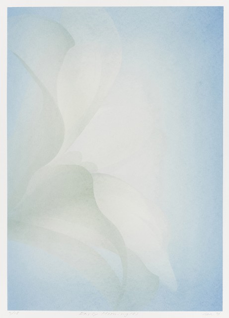 藏品:清晨的(1)張圖片