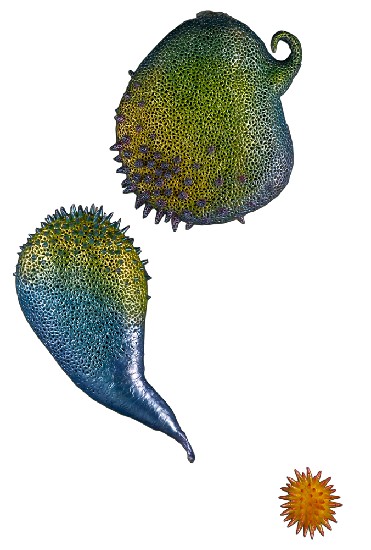 藏品:無題的(1)張圖片