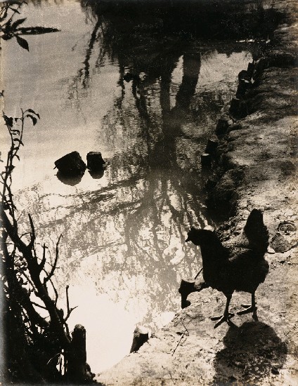 藏品:水中倒影的(1)張圖片