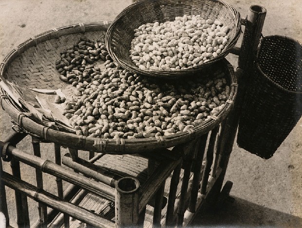 藏品:曬花生的(1)張圖片