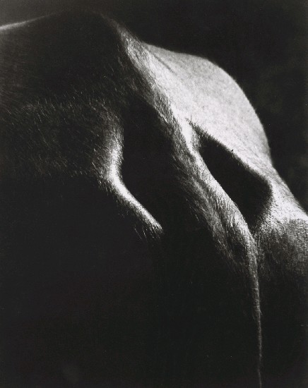 藏品:牛的造型的(1)張圖片