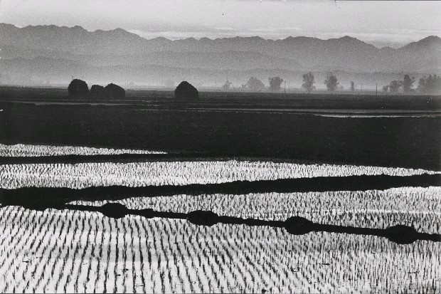 藏品:田園朝景的(1)張圖片