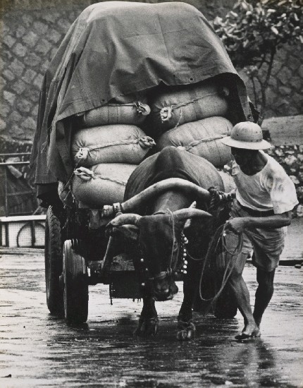 藏品:奮鬥的(1)張圖片