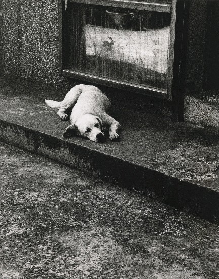 忠犬八公的焦點圖