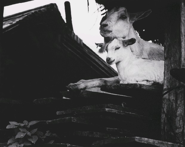 藏品:蘭嶼．再見系列-11的(1)張圖片