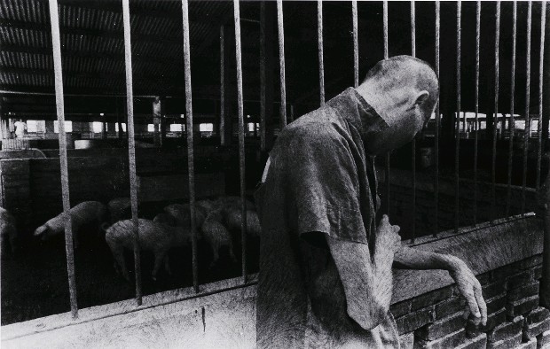 藏品:龍發堂系列-11的(1)張圖片