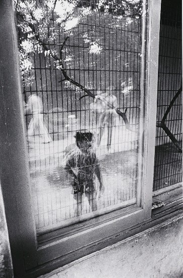 藏品:解嚴前後系列-26的(1)張圖片