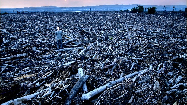 藏品:台灣「美景」系列之「漂流木」的(9)張圖片
