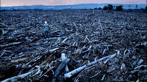 藏品:台灣「美景」系列之「漂流木」的(10)張圖片