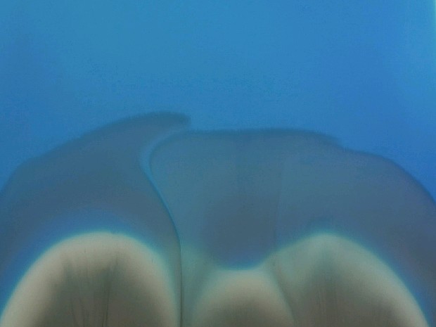 藏品:散步0108的(1)張圖片