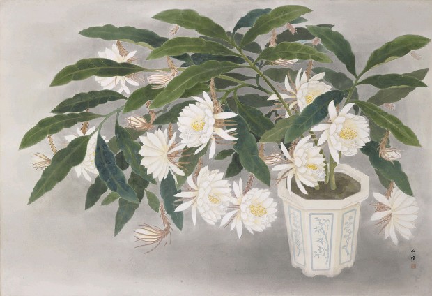 藏品:曇花飄香的(1)張圖片