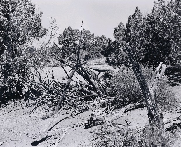 藏品:「覓金山鴻爪」系列-北內華達州華工帳蓬骨架遺跡的(1)張圖片