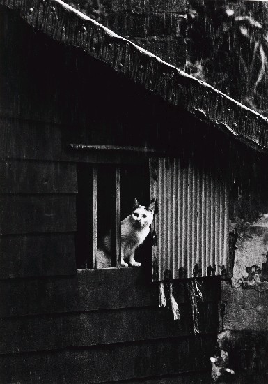 藏品:山城九份系列-望天興嘆的(1)張圖片