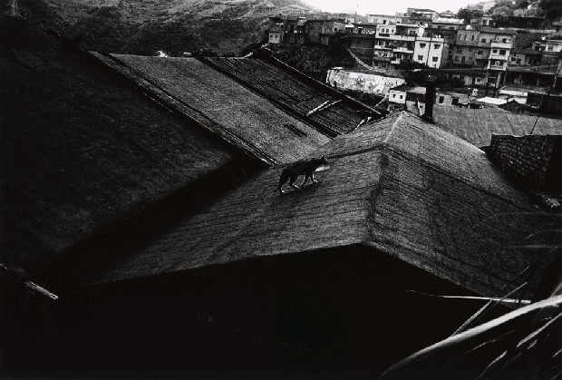 山城九份系列-不速之客的焦點圖