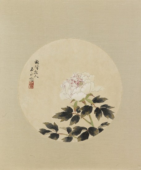 藏品:牡丹的(1)張圖片