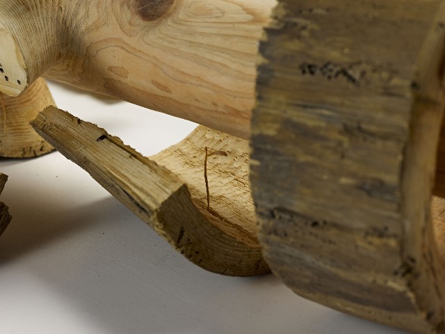 藏品:樹˙回歸13的(2)張圖片