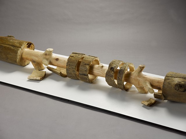 藏品:樹˙回歸13的(3)張圖片