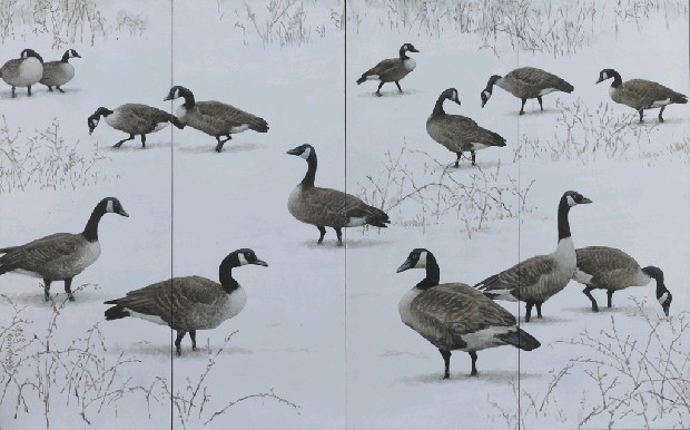 藏品:加拿大雁的(1)張圖片