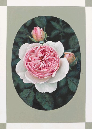 藏品:玫瑰的(1)張圖片