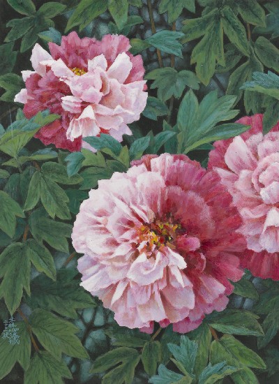 藏品:芍藥的(1)張圖片