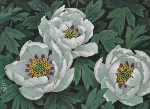 藏品:白牡丹的(1)張圖片